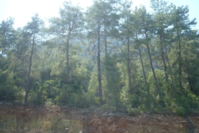 Семь российских туристов судят в Турции по обвинению в поджоге леса