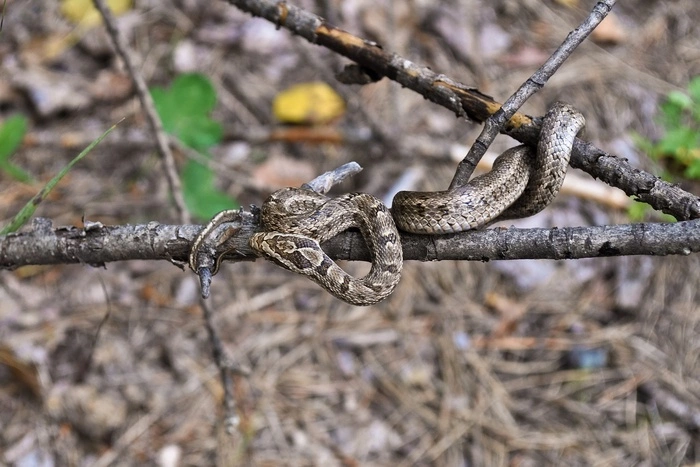 В Нижнем Тагиле гадюка покусала мужчину