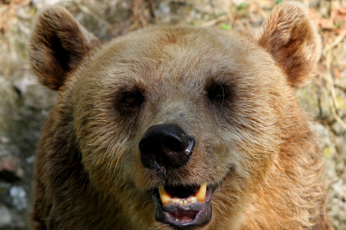 Прославившегося медведя на «Волге» везли в частный уральский зоопарк