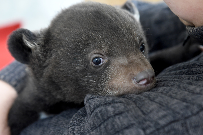 В Москве спасли брошенных на помойке новорожденных медвежат