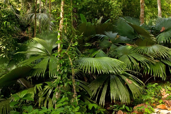 В лесу Таиланда нашли мертвого россиянина