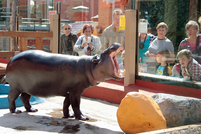 В мэрии Екатеринбурга нашли новое место для зоопарка. Это не «Экспо»