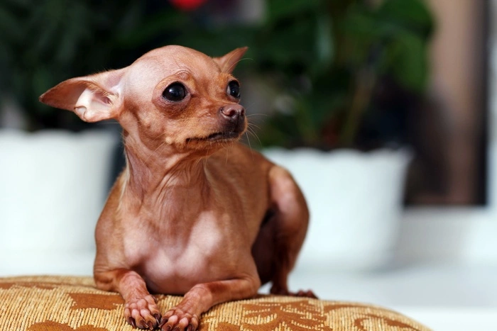 Курганская полиция ищет даму, которая покусала собаку и сломала ей лапу