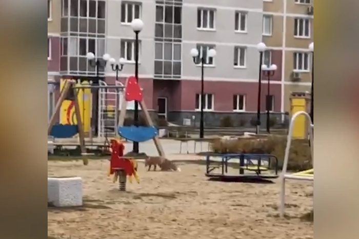 В Екатеринбурге на детской площадке заметили хромающую лису