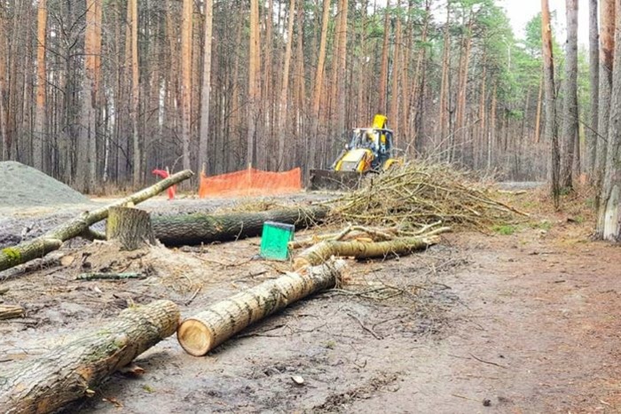 Директор Шарташского парка объяснил вырубку деревьев