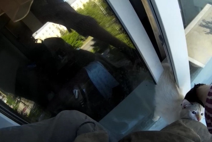 Зоозащитники просят хозяев не оставлять окна на микропроветривание: в узких проёмах гибнут животные