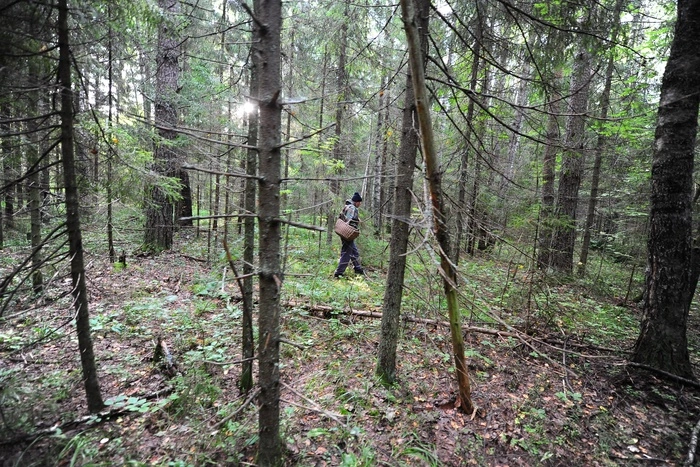 Спасатели рассказали, в каком состоянии и на какой день находят потерявшихся в лесу