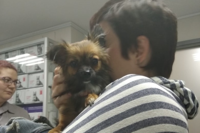 Перелом клыка и кровоизлияние: волонтёры Екатеринбурга спасли собаку, которую жестоко избили в лифте