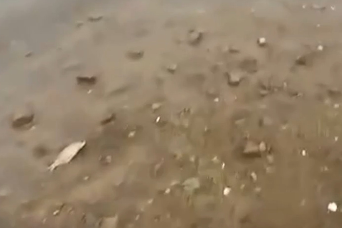 Из Исети выбросило на берег большое количество мёртвой рыбы