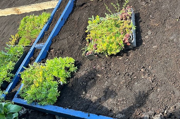 В Екатеринбурге неизвестный продает растения с территории ЖК