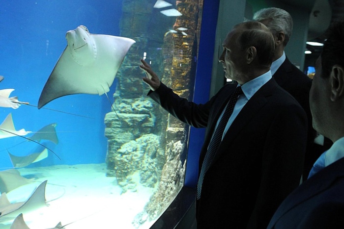 Мальчик в океанариуме спросил у Путина, «как там на Украине»