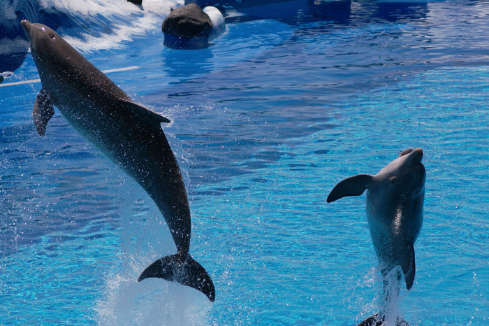 В Батумском дельфинарии родились три дельфиненка