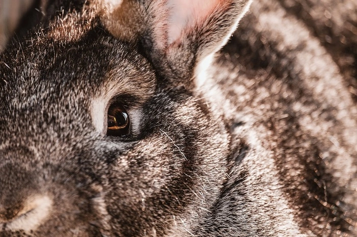 «Кролям давал». Пенсионер покончил с собой, чтобы не сесть в тюрьму за засохший куст конопли