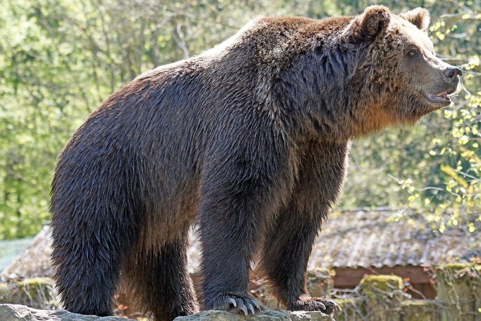 В Ташкенте молодая женщина выбросила маленькую дочь в вольер к медведю