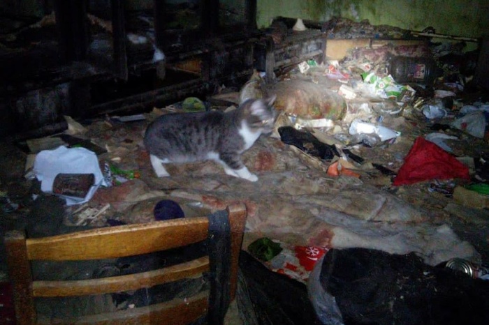 В Екатеринбурге в заваленной мусором и отходами квартире животных бросили умирать от голода