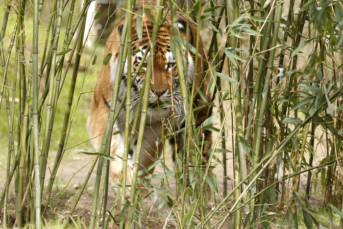 В барнаульском зоопарке тигр напал на школьницу
