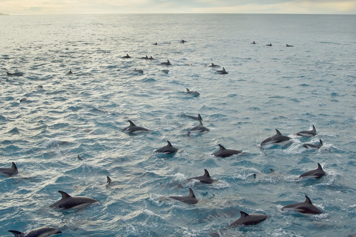 Строительство Крымского моста увеличило поголовье дельфинов