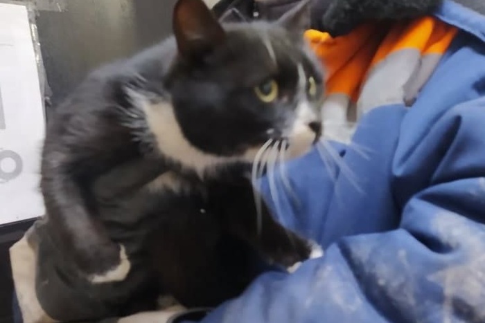 На мусороперерабатывающем предприятии нашли кота, которого кто-то выбросил в черном мешке — видео