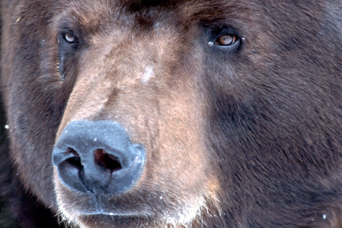 В Серове около школы разгуливает медведь. Власти предупредили горожан