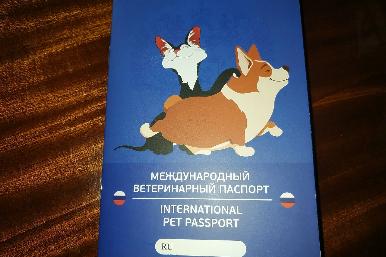 Юрист рассказал, какие документы на питомца нужны в путешествии