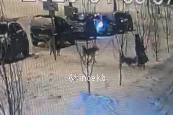 В Академическом на женщину с ребёнком напала стая бездомных собак