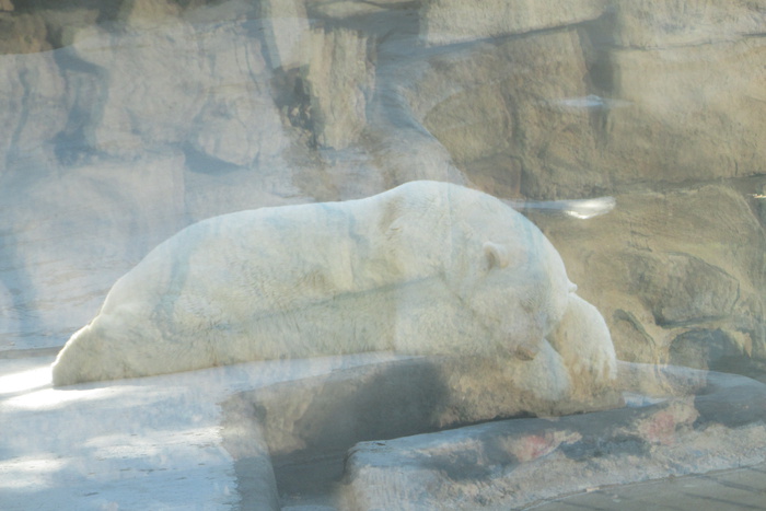 В рацион белых медведей в жару включили мороженку — мороженую рыбу в брикетах