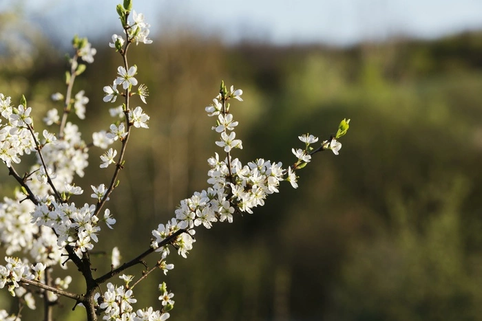 «Магнит» покупает на Среднем Урале 15,7 гектара земли «Уралфрансавто»