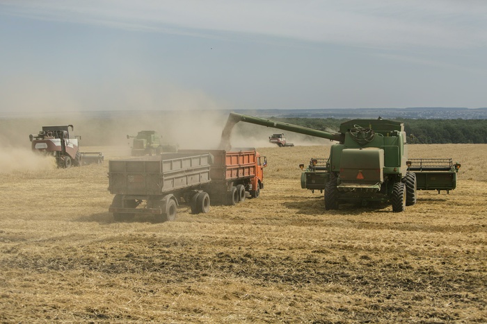 Перспективы урожая зерновых в России назвали пугающе хорошими