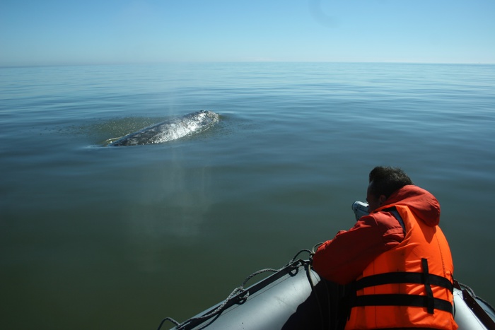 Сотни китов выбросились на берег в Новой Зеландии