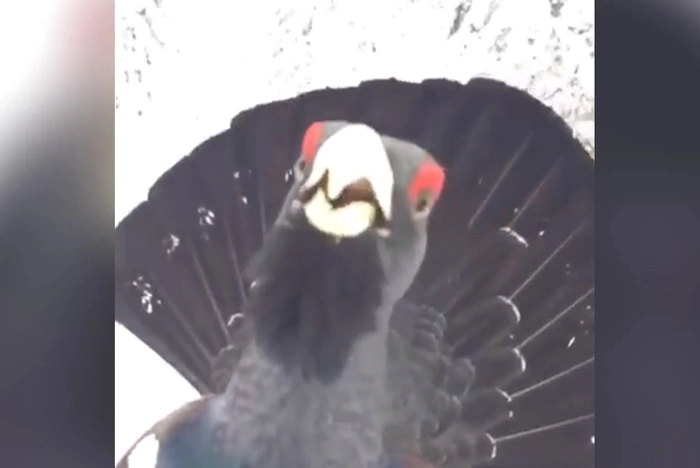 К свердловчанину на лыжах пристал глухарь