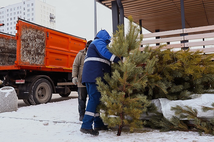 Свердловчане выкинули более 5 тысяч новогодних ёлок