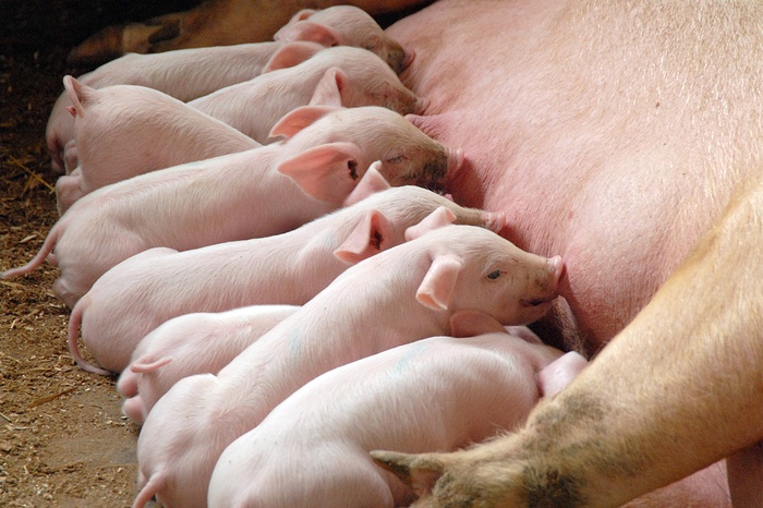 Новый случай чумы свиней зарегистрирован в Приморье