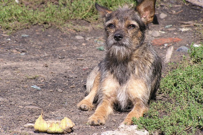 В Екатеринбурге усыпят более пяти тысяч собак