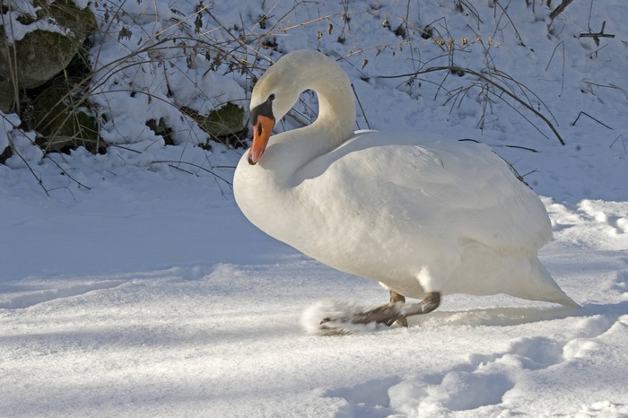 Под Челябинском замерзают более 40 лебедей