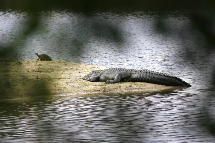 На сына мэра Киева Виталия Кличко напал крокодил