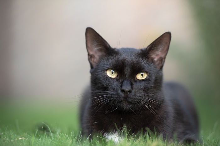 Приюты для животных не будут раздавать черных кошек до Хеллоуина