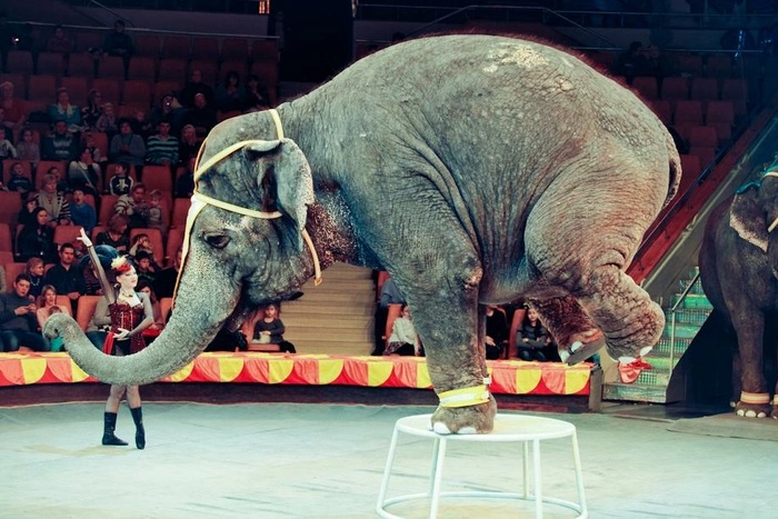 Художница отказалась от участия в Уральской биеннале из-за нелюбви к цирку