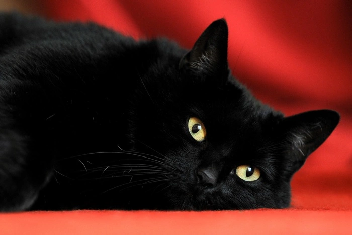 Екатеринбургский живодер заплатит 20 000 рублей за убийство кота Симбы