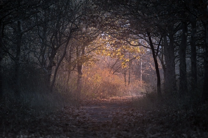 На Урале задержали мужчину, домогавшегося до женщин в лесу