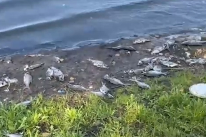 Сотни мёртвых рыб обнаружили на берегу свердловского пруда