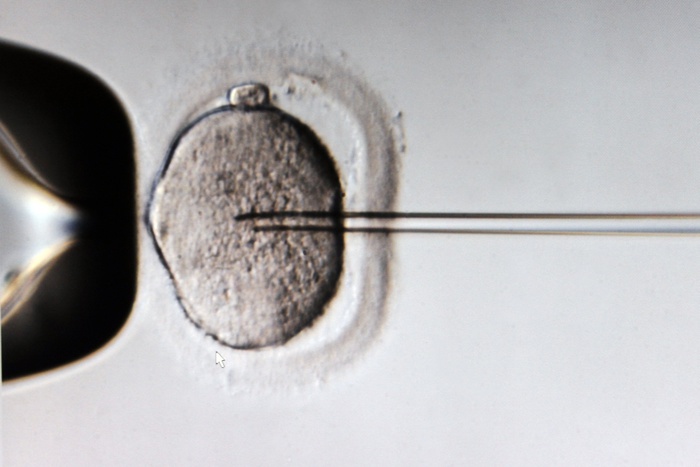 Ученые впервые успешно вырастили сперматозоиды из стволовых клеток