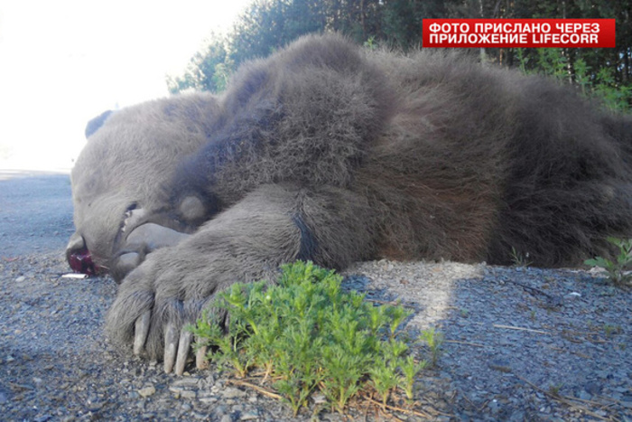 Погибшая под фурой медведица могла сбежать из домашнего зверинца