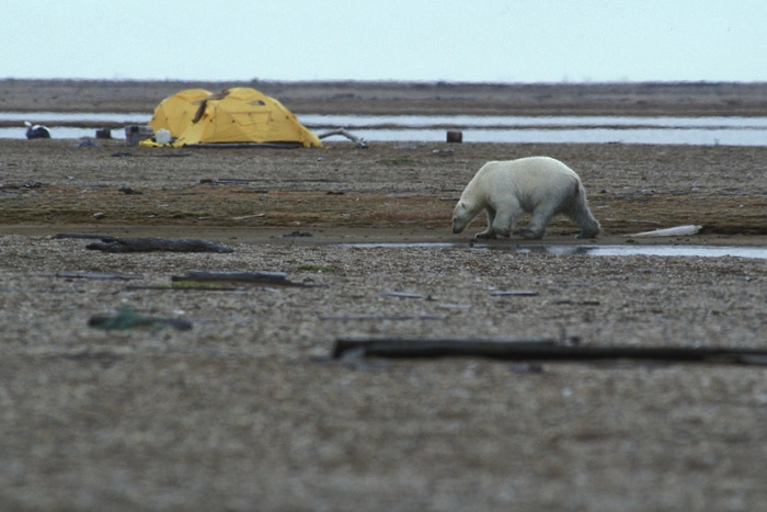 Обама доел за медведем лосося