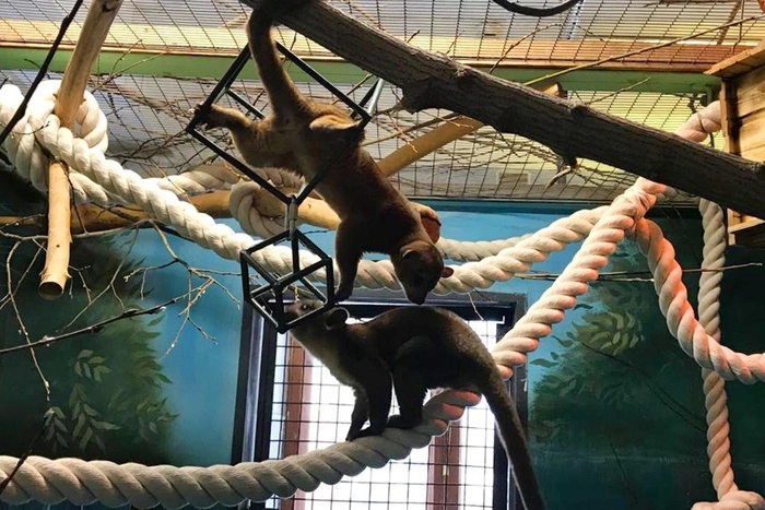 Новые зверюшки прибыли в Екатеринбургский зоопарк