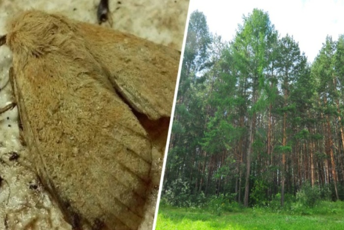 В Свердловской области обнаружили бабочек-паразитов