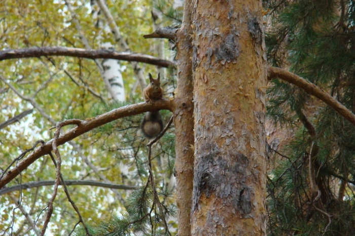 В лесах под Нижним Тагилом ищут двух человек, еще один найден уже мертвым