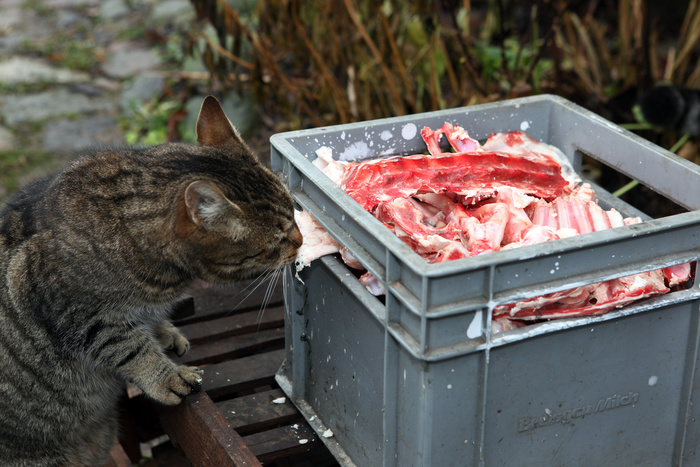 Биологи объяснили привередливость кошек в пище