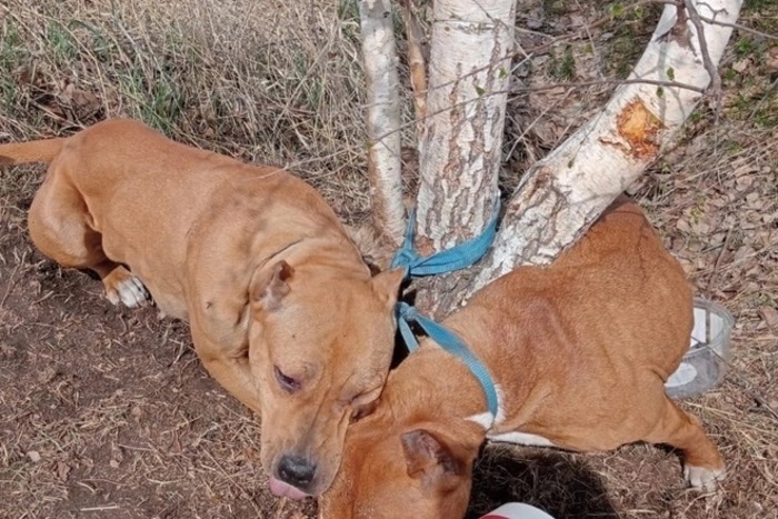 В Каменске-Уральском умерла привязанная к дереву удавкой собака