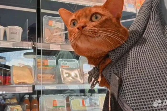 В Екатеринбурге продают кота за пять миллионов рублей