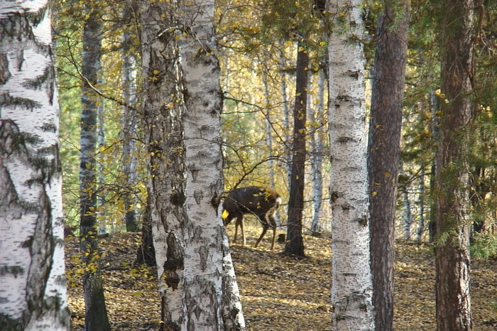 Путин наградил посмертно южноуральского егеря, погибшего от пули браконьера
